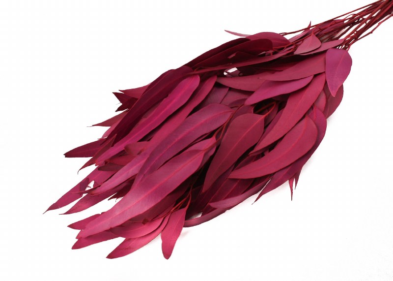 Picture of Dried Eucalyptus Willow Azalea 75g